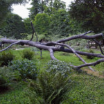 Thumbnail of http://Penone%20Giuseppe,%20L'Arbre%20des%20voyelles,%201999