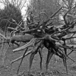 Thumbnail of http://Penone%20Giuseppe,%20L'Arbre%20des%20voyelles,%201999