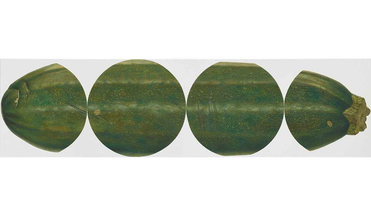 image Zucchini-80-x-300-2014