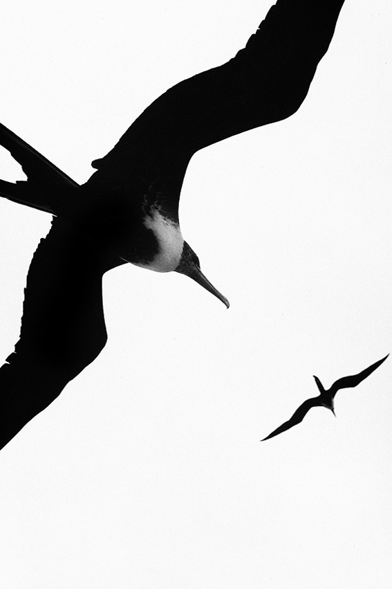 image Vertical-Horizon_Firgate-Birds