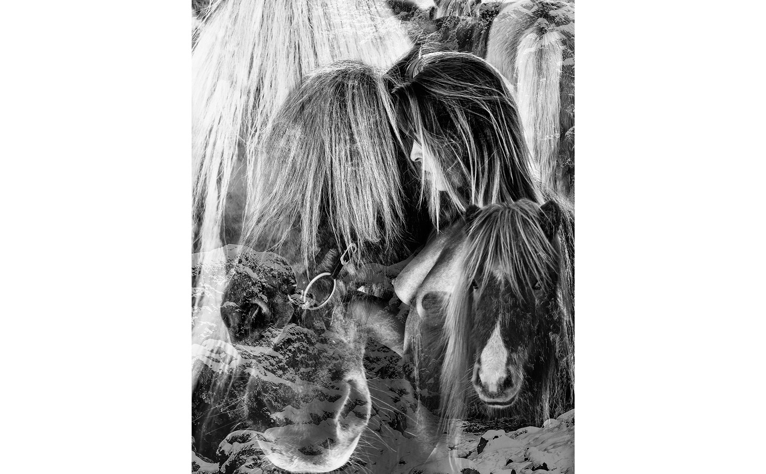 image Montage-environnement---Olga-Kent-&-cheval---Cécile-Plaisance