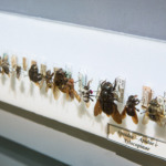 Thumbnail of http://Vue%20de%20l'exposition%20«%20Cabinets%20de%20curiosité%20»%20