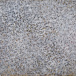 Image de Mark Tobey’s Cosmic Nests