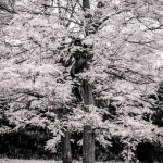 Thumbnail of http://Éric%20Ceccarini%20-%20Mother%20Nature%20-%20Stéphanie%20in%20yellow%20leaves