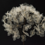 Thumbnail of http://Duy%20Anh%20Nhan%20Duc,%20Hortensia%20©IsabelleChapuis