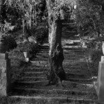 Thumbnail of http://Etienne%20Revault,%20Domaine%20des%20Colombières%20à%20Menton,%201986%20©%20Etienne%20Revault