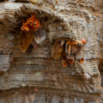 Thumbnail of